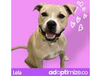 Adopt Lola a American Pit Bull Terrier / Mixed dog in New Orleans, LA (33111890)