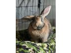 Adopt Abby needs a friend! a Harlequin Harlequin / Mixed rabbit in Melbourne