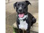 Adopt Sarge a Black Mixed Breed (Large) / Mixed dog in Charleston, WV (37940466)