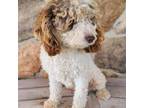 Cavapoo Puppy for sale in Alliance, NE, USA