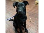 Adopt Tanner Summer Z403 a Black Terrier (Unknown Type, Small) / Mixed dog in