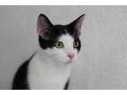 Adopt Lenny K a Black & White or Tuxedo Domestic Shorthair / Mixed cat in Cary