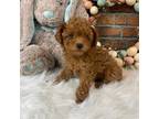 Poodle (Toy) Puppy for sale in Saint Joseph, MO, USA