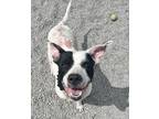 Adopt Freckles a White - with Black American Pit Bull Terrier / Mixed dog in