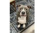 Adopt Dax Tucker a Gray/Blue/Silver/Salt & Pepper American Pit Bull Terrier /