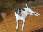 Adopt Lenny a White - with Brown or Chocolate American Pit Bull Terrier / Husky