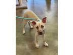 Adopt ONEIDA a Tan/Yellow/Fawn Pit Bull Terrier / Jack Russell Terrier / Mixed