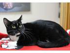 Adopt Fritz a All Black Domestic Shorthair / Domestic Shorthair / Mixed cat in