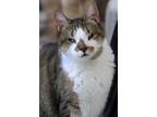Adopt Scottie a Calico or Dilute Calico Domestic Shorthair (short coat) cat in