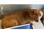Adopt Sawyer a Brown/Chocolate Labrador Retriever / Mixed dog in Shawnee