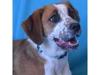 Adopt CHAI a Brown/Chocolate Coonhound / Australian Cattle Dog / Mixed dog in