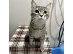 Adopt Fizzgig a Gray or Blue Domestic Shorthair / Mixed cat in Livingston