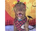 Adopt Elara a Mixed Breed (Medium) / Mixed dog in Milton, FL (37900111)