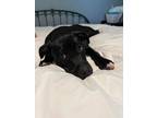 Adopt Gracie Lou a Black - with White American Pit Bull Terrier / Mixed dog in