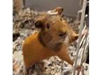 Adopt Jerry a Guinea Pig small animal in Shelbina, MO (37846837)