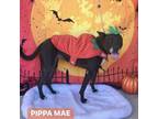 Adopt Pippa Mae a Black Mixed Breed (Medium) / American Pit Bull Terrier / Mixed