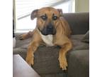 Adopt Woodlander (In Foster) a American Pit Bull Terrier / Mixed dog in New