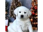 Labrador Retriever Puppy for sale in Los Angeles, CA, USA