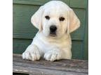 Labrador Retriever Puppy for sale in Los Angeles, CA, USA