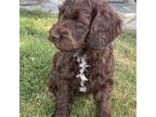 Australian Labradoodle Puppy for sale in Nipomo, CA, USA