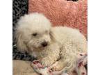 Bichon Frise Puppy for sale in Eldon, MO, USA