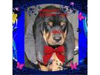 Black and Tan Coonhound Puppy for sale in Waldron, AR, USA