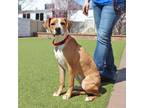 Adopt Grace a Mixed Breed