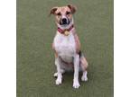 Adopt Nala a Mixed Breed