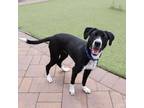 Adopt Jessie a Mixed Breed
