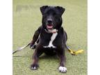 Adopt Remi a Mixed Breed