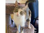 Adopt Meredith a Domestic Short Hair