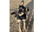 Adopt Mistletoe a Australian Kelpie