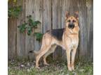 Adopt Sasha 3 a German Shepherd Dog