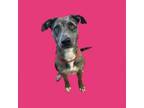 Adopt Prissy a Catahoula Leopard Dog