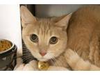 Adopt Janey a Domestic Short Hair, Tabby