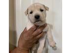Adopt Cotton a Mixed Breed