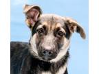 Adopt Dutchess a German Shepherd Dog