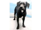 Adopt Charlie a Black Labrador Retriever