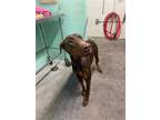 Adopt KACEY MUSGRAVES a Doberman Pinscher