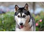 Adopt Layla a Siberian Husky