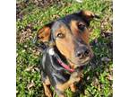 Adopt Dora a Doberman Pinscher