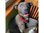 Adopt Bonnie a Patterdale Terrier / Fell Terrier, Pit Bull Terrier