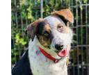 Adopt Kailani a Australian Shepherd, Australian Cattle Dog / Blue Heeler