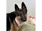 Adopt Georgia a German Shepherd Dog