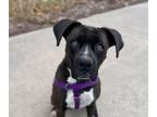 Adopt Jersey a Boxer