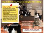 Adopt Lovable FeLV+ Kitties a Domestic Short Hair