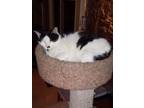 Adopt Shyla a Domestic Short Hair