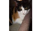 Adopt Tarazilla a Domestic Short Hair