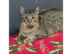 Adopt Giamore (name derived from "gia amore" meaning "already in love") a Tabby