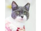 Adopt Poppy a Domestic Short Hair